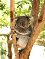 Koala - 500 Teile (Puzzle)