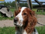 Welsh Spaniel - 500 Teile (Puzzle)