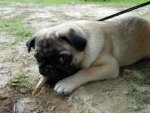Mops - 1.000 Teile (Puzzle)