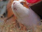 Meerschweinchen - 500 Teile (Puzzle)