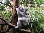 Koala - 1.000 Teile (Puzzle)