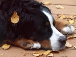 Berner Sennenhund - 1.000 Teile (Puzzle)