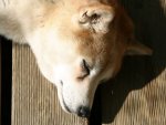 Shiba Inu - 500 Teile (Puzzle)