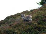 Steinbock - 500 Teile (Puzzle)