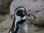 Humboldt Pinguin - 500 Teile (Puzzle)