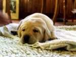 Labrador - 1.000 Teile (Puzzle)