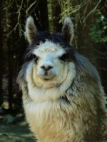 Lama - 1.000 Teile (Puzzle)