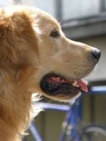Golden Retriever - 1.000 Teile (Puzzle)