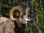 Steinbock - 500 Teile (Puzzle)