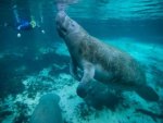 Manatee - 1.000 Teile (Puzzle)