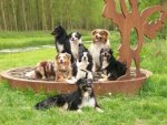 Australian Shepherds - 1.000 Teile (Puzzle)