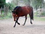 Pferd - 1.000 Teile (Puzzle)