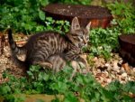 Katzen - 1.000 Teile (Puzzle)