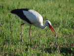 Storch - 500 Teile (Puzzle)