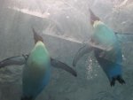 Pinguin - 1.000 Teile (Puzzle)