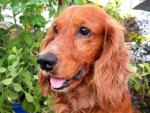 Cocker Spaniel - 1.000 Teile (Puzzle)