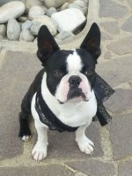 Boston Terrier - 1.000 Teile (Puzzle)