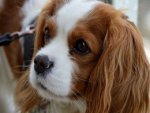 Cavalier King Charles Spaniel - 500 Teile (Puzzle)