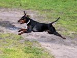 Rehpinscher - 1.000 Teile (Puzzle)