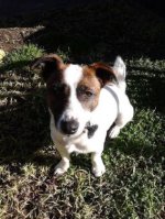 Foxterrier - 500 Teile (Puzzle)
