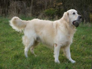 Golden Retriever - 1.000 Teile (Puzzle)