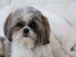 Shih Tzu - 500 Teile (Puzzle)
