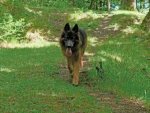 Deutscher Schäferhund - 500 Teile (Puzzle)