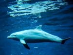 Delfin - 1.000 Teile (Puzzle)