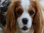 Cavalier King Charles Spaniel - 500 Teile (Puzzle)
