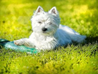 West Highland White Terrier - 500 Teile (Puzzle)