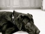 Labrador - 500 Teile (Puzzle)
