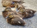 Enten - 500 Teile (Puzzle)