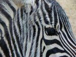 Zebra - 1.000 Teile (Puzzle)