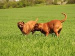 Bordeaux Dogge - 1.000 Teile (Puzzle)