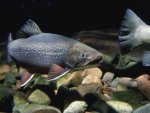 Fisch - 1.000 Teile (Puzzle)