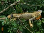 Leguan - 500 Teile (Puzzle)