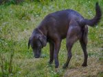 Labrador - 500 Teile (Puzzle)