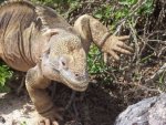 Leguan Galapagos - 500 Teile (Puzzle)
