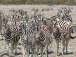Zebras - 1.000 Teile (Puzzle)
