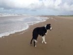 Border Collie - 1.000 Teile (Puzzle)