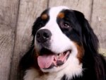 Berner Sennenhund - 1.000 Teile (Puzzle)