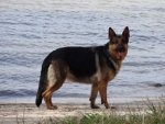 Schäferhund - 1.000 Teile (Puzzle)