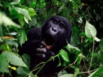 Gorilla - 1.000 Teile (Puzzle)