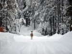Hirsch im Schnee - 1.000 Teile (Puzzle)