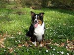 Australian Shepherd - 1.000 Teile (Puzzle)