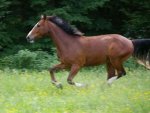 Pferd im Galopp - 1.000 Teile (Puzzle)