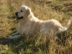 Golden Retriever - 1.000 Teile (Puzzle)