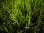 Gras - 1.000 Teile (Puzzle)