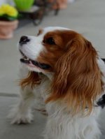 Cavalier King Charles Spaniel - 500 Teile (Puzzle)