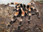 Vogelspinne - 500 Teile (Puzzle)